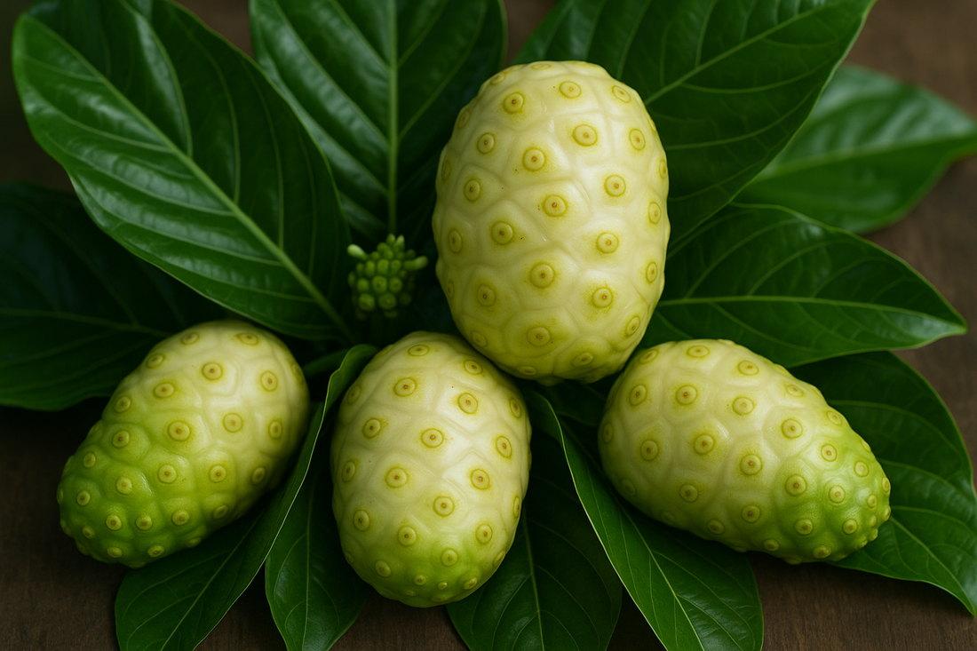 All about Noni Fruit: The Ancient Super fruit Reviving Modern Wellness